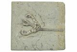 Fossil Crinoid (Onychocrinus) - Crawfordsville, Indiana #263091-1